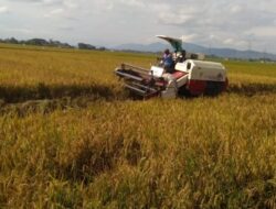 Dinas Pertanian Jombang Perkirakan 21 Ribu Hektar Tanaman Padi Panen Raya Maret 2025