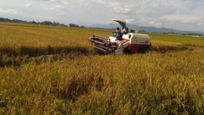 Dinas Pertanian Jombang Perkirakan 21 Ribu Hektar Tanaman Padi Panen Raya Maret 2025
