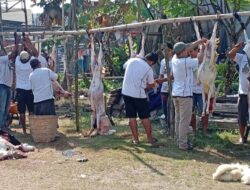 Semangat Idul Adha Di Sariloyo, Panitia Masjid Al Ikhlas Sembelih 4 Ekor Sapi Dan 15 Ekor Kambing