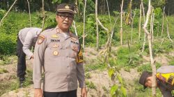 Manfaatkan Lahan Produktif, Kapolsek Kudu Tinjau Progres Pertumbuhan Tanaman Uwi Ungu