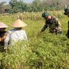 Anggota Satgas TMMD Ke 130 Bantu Warga Panen Cabe Di Desa Pojok klitih Kec. Plandaan Kab. Jombang