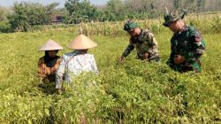 Anggota Satgas TMMD Ke 130 Bantu Warga Panen Cabe Di Desa Pojok klitih Kec. Plandaan Kab. Jombang