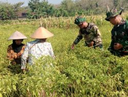 Anggota Satgas TMMD Ke 130 Bantu Warga Panen Cabe Di Desa Pojok klitih Kec. Plandaan Kab. Jombang
